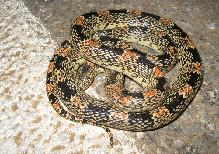 Longnose Snake